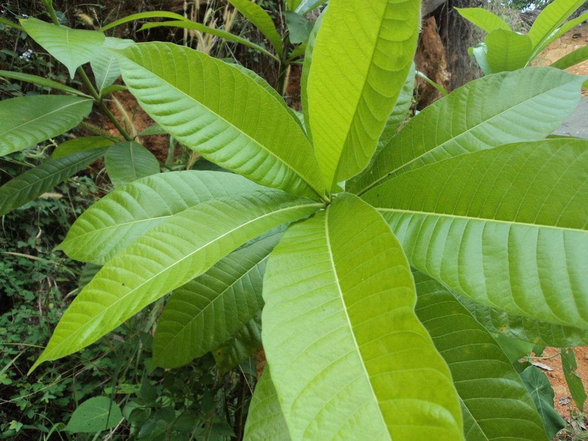 Alstonia macrophylla Wall. ex G.Don